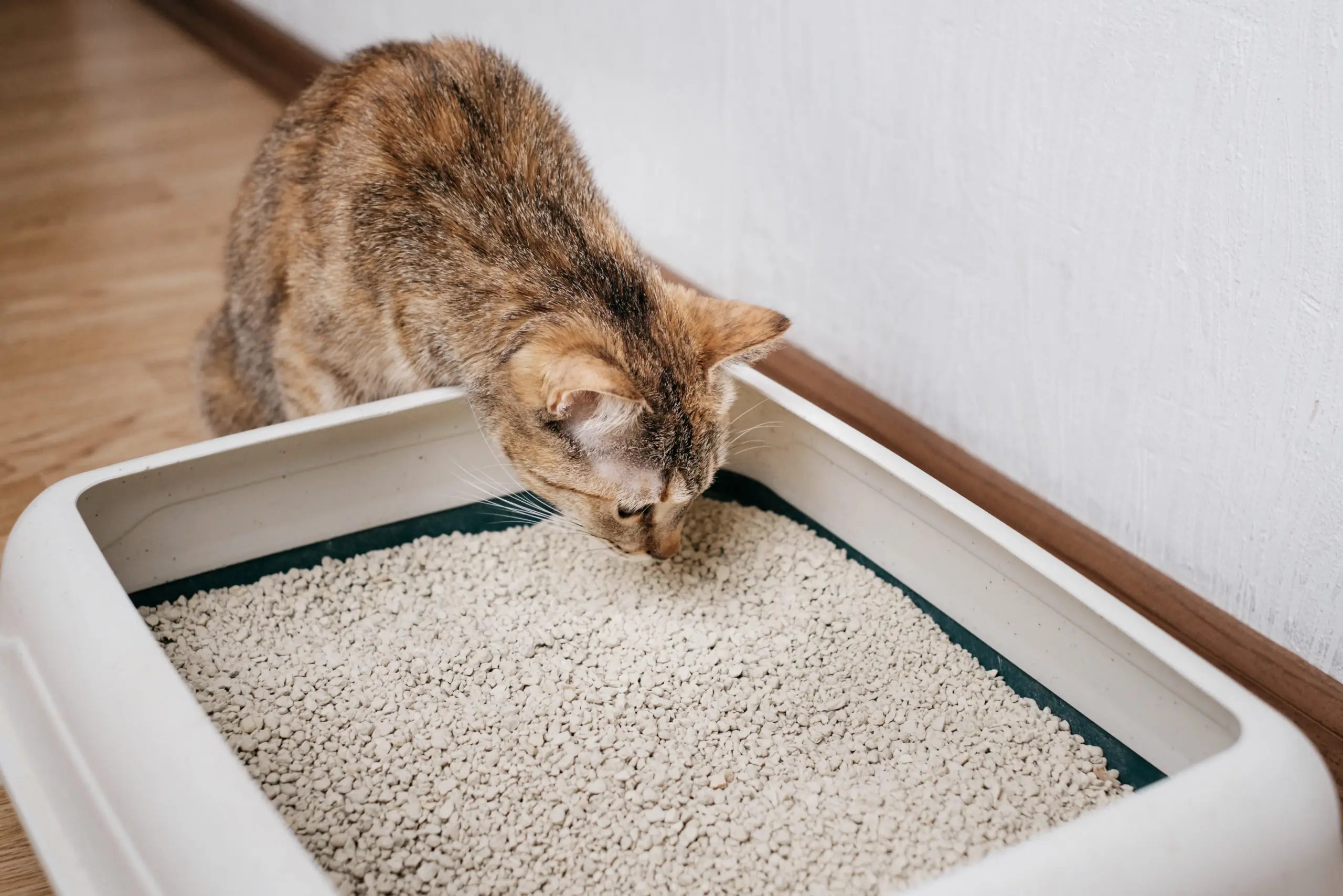Lettiera per gatti, come si sceglie quella giusta?