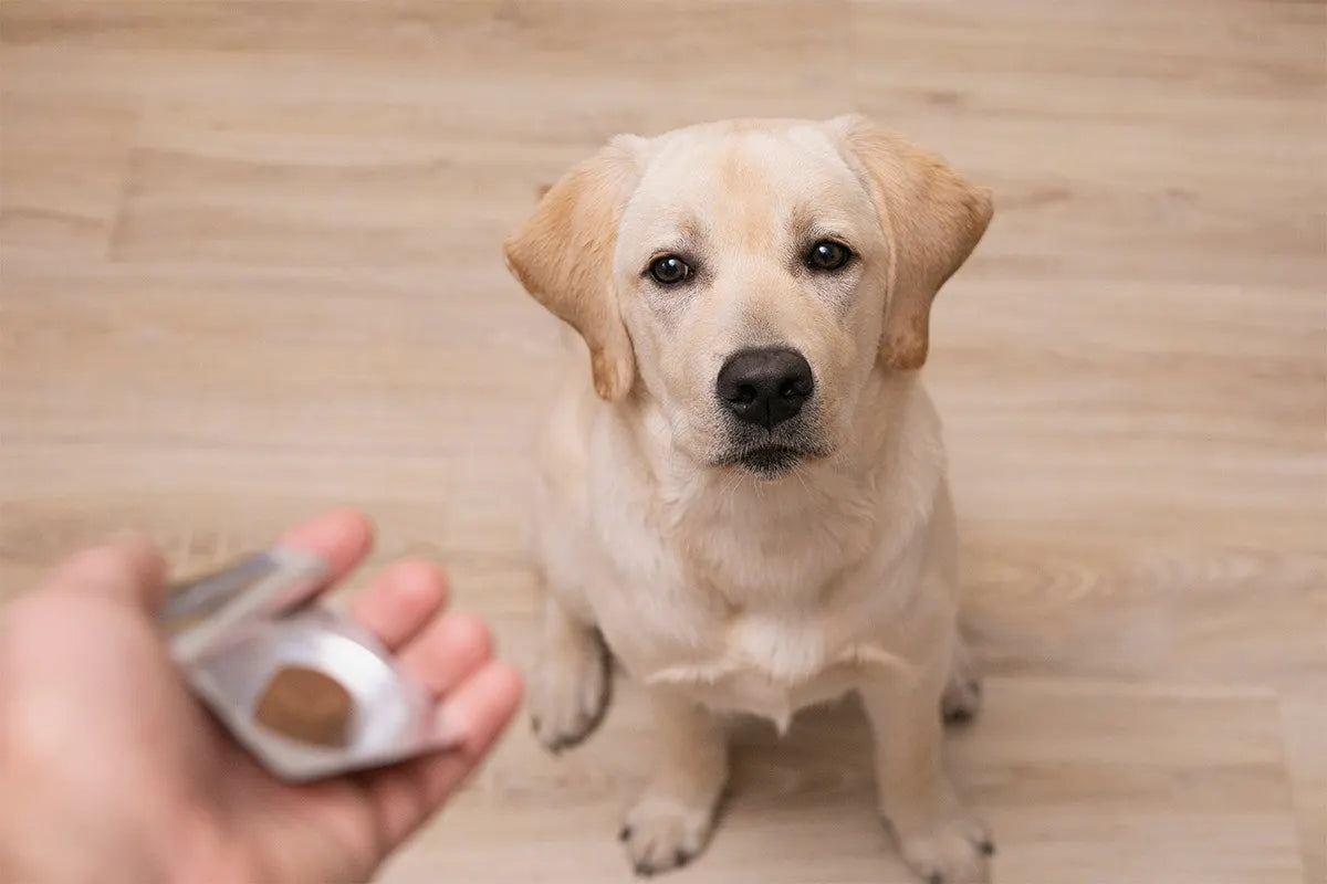 Antidolorifici per cani: come e quando usarli