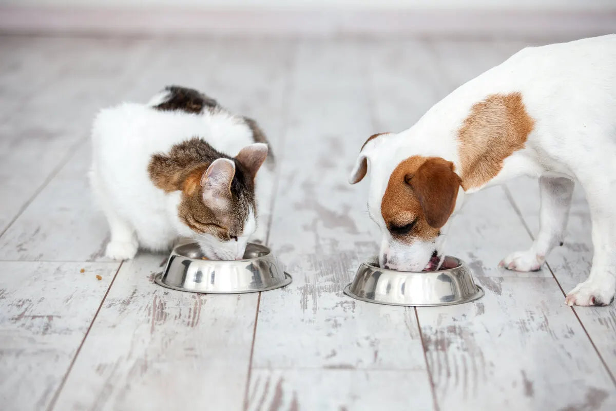 Allergie nel cane e nel gatto: come riconoscerle e trattarle