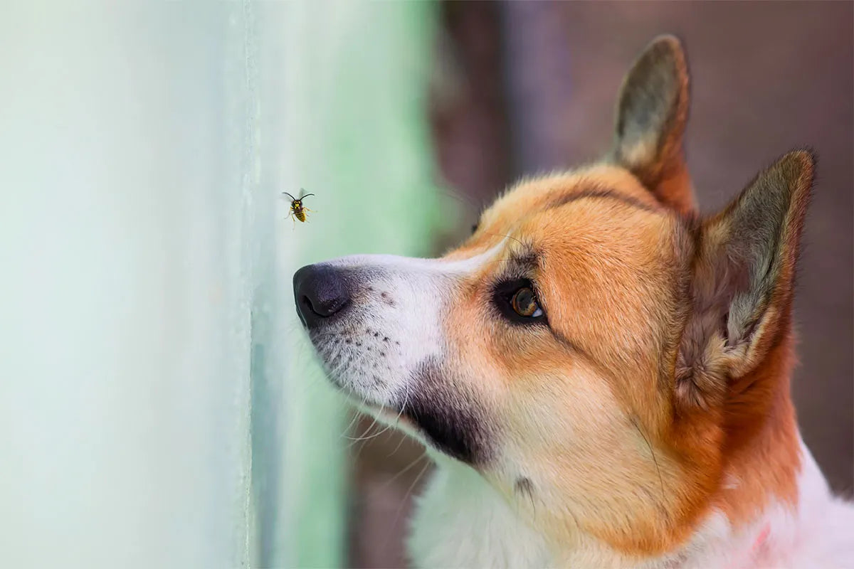 Cosa fare se il cane viene punto da un’ape?