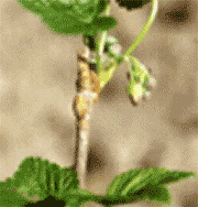 RIBES NE S IGLIC 50ML-1