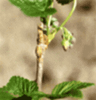 RIBES NE S IGLIC 50ML-1