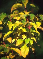 MSA CORNUS SANGUINEA 50ML-1