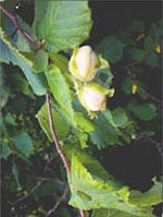 MSA CORYLUS AVELLANA 50ML-1