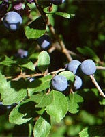 MSA PRUNUS SPINOSA 50ML-1