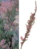 MSA TAMARIX GALLICA 50ML-1