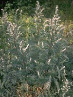 TSA ARTEMISIA VULGARIS 50ML-1