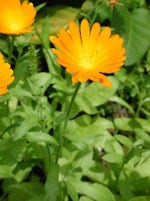 TSA CALENDULA OFFICINALIS 50ML-1