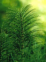 TSA EQUISETUM ARVENSE 50ML-1