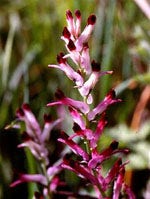 TSA FUMARIA OFFICINALIS 50ML-1