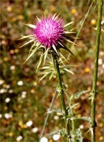 TSA SYLIBUM MARIANUM 50ML-1