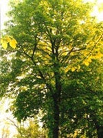 TSA TILIA EUROPEA 50ML-1