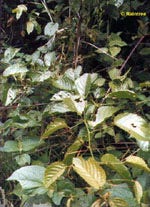TSA UNCARIA TOMENTOSA 50ML-1