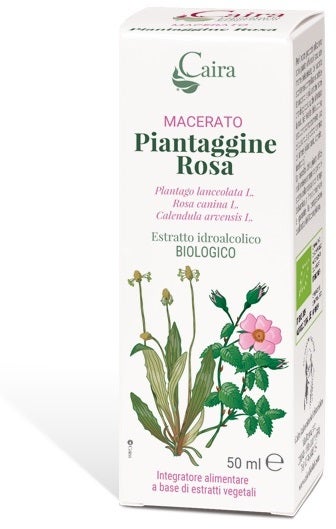 PIANTAGGINE RA MACERATO CAIRA-1
