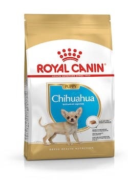 BHN CHIHUAHUA PUPPY 0,5KG-1