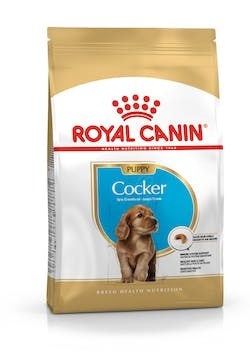 BHN COCKER PUPPY 3KG-1