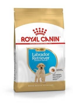 BREED HN LABRADOR PUPPY 3KG-2