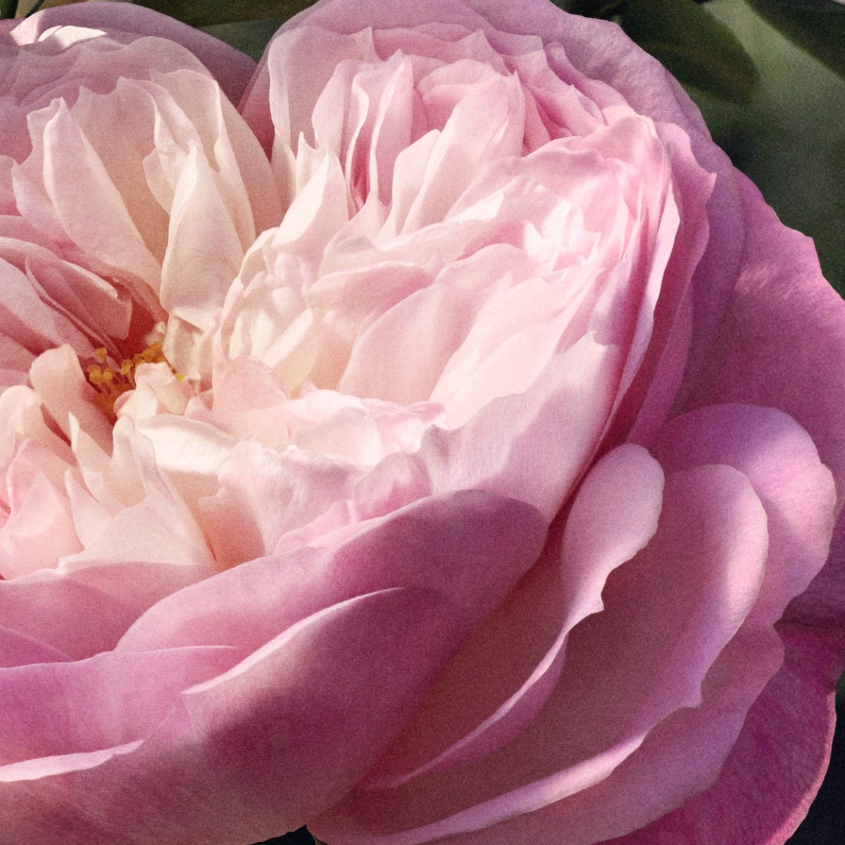 Chloé Rose Naturelle 100 ml Refillable