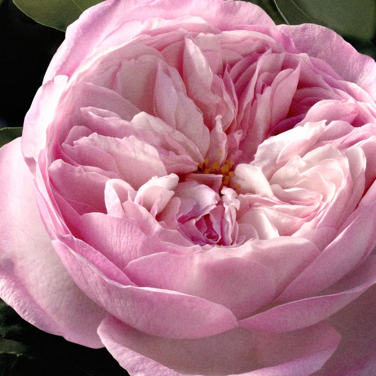 Chloè Rose Naturelle Intense 150 ml Ricarica