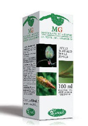 Betula Verrucosa 100ml-2