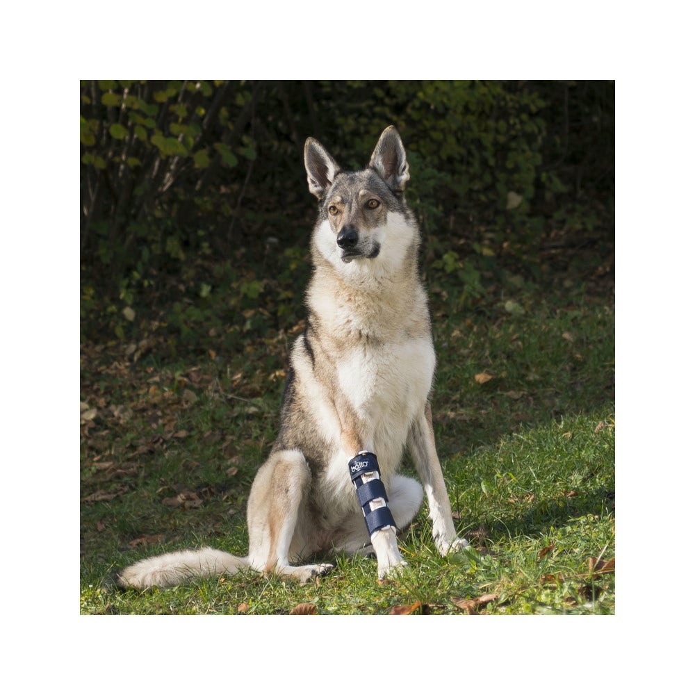 Balto BT Bone Tutore per Fratture della Zampa Anteriore Taglia XL-2