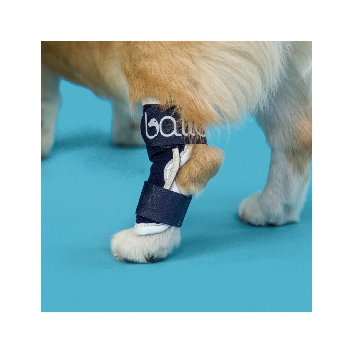 Balto BT Hock Tutore Per Garretto Taglia XL-3